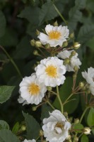 Rosa 'Janny Vlietstra' rose