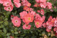 Rosa 'Amstelveen' rose