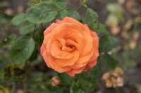 Rosa 'Koningin Maxima' rose