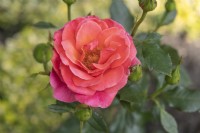 Rosa 'Rainy Day' rose
