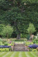 Broad set of steps from the lawn and herbaceous borders into the woodland beyond.  Plants include lavender, Lavandula angustifolia 'Hidcote',  Geranium 'Patricia', Alchemilla mollis Prunus serrula,  and agapanthus in bud in the terracotta pots. In the woodland are oaks, Quercus robur. 