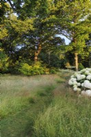 View into woodland area  down a grassy path cut into the long grass and clover, with Hydrangea arborescens 'Annabelle' in the foreground. Trees include oaks, Quercus robur, with an understorey of Japanese maples, Acer palmatum cvs. and the wedding cake tree, Cornus controversa 'Variegata'.