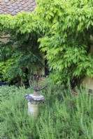 Ancient sundial on stone pedestal surrounded by  rosemary, Rosmarinus officinalis, and wisteria, Wisteria sinensis, in courtyard garden.