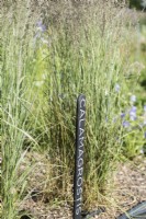 Beds with Calamagrostis x acutiflora 'Karl Foerster' marked with a large black label at a flower farm in July