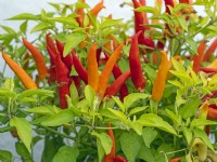  Chilli 'Basket of Fire' 