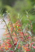 Lobelia laxiflora var. angustifolia - Mexian cardinal flower