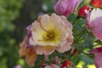 Rosa 'Jazz' rose