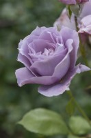 Rosa 'Novalis' rose