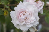 Rosa 'Constanze Mozart' rose