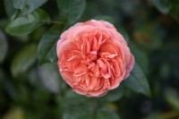Rosa 'Chippendale' rose