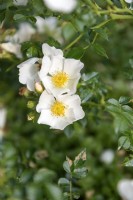 Rosa 'Sonnenroschen' rose