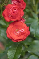 Rosa 'Planten un Blomen' rose