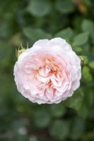Rosa 'Marchenzauber' rose