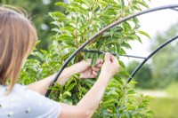 Woman tying portuguese laurel to metal arch