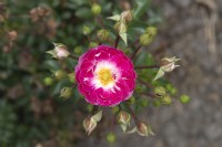 Rosa 'Pinocchio' rose