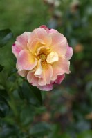 Rosa 'Exotic sunset' rose