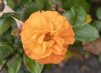Rosa 'Westzeit' rose