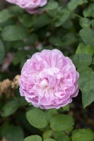 Rosa 'Mary Rose' rose