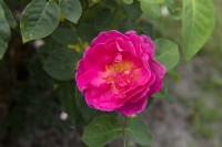 Rosa 'The Herbalist' rose