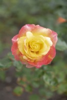Rosa 'Belles Rives' rose