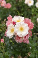 Rosa 'Roseromantic' rose