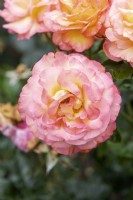 Rosa 'Roberto Alagna' rose