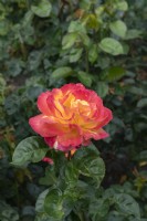 Rosa 'Pullman Orient Express' rose
