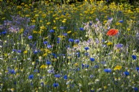 Detail of wild flower meadow in summer with Cornflowers and poppies