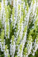 Salvia nemorosa 'Sensation White'