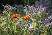 Detail of wild flower meadow in summer with Borage and poppies