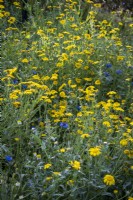Detail of wild flower meadow in summer with cornflower and corncockle