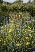 Detail of wild flower meadow in summer