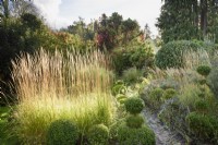Calamagrostis x acutiflora 'Karl Foerster' catches the afternoon sun in a garden of clipped evergreens in November