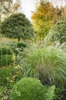 Miscanthus amongst clipped evergreens including box and tiered, variegated hollies in a country garden in November