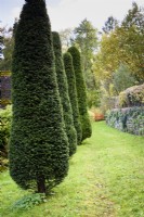 A line of clipped yews in a country garden in November