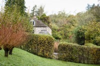 Gap in a hornbeam hedge surrounding a country garden in November