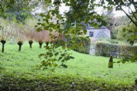 Field with pollarded willows and a standing stone, divided from the garden by a hornbeam hedge, in a country garden in November