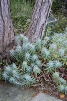 Euphorbia rigida in November