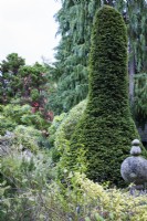 Clipped yew in a country garden in November
