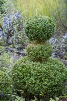 Tiered clipped Buxus sempervirens in November