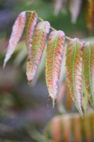 Foliage of Rhus typhina, the stag's horn sumach, in November