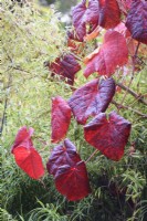Red leaves of Vitis cognetiae in November