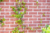 Trachelospermum jasminoides - Star jasmine climbing a wire trellis