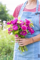 Woman holding a bouquet containing Zinnia elegans 'Purple Prince' and 'Envy', Callistephus 'Coral Rose', Cosmos 'Double Click Cranberries' and Nicotiana 'Lime Green'