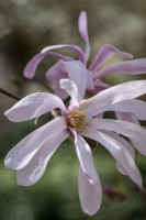 Magnolia x loebneri 'Leonard Messel'