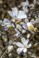 Magnolia 'Pristine'