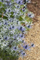Eryngium x zabelii 'Big Blue' - Seaholly
