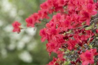 Rhododendron 'John Cairns'