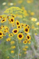 Coreopsis tinctoria and Foeniculum vulgare - Dyers tickseed and fennel