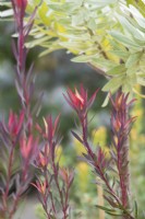 Leucadendron 'Mrs Stanley' foliage